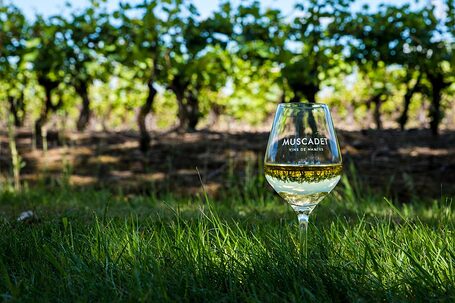 muscadet-cru-communal-landreau-1170x781