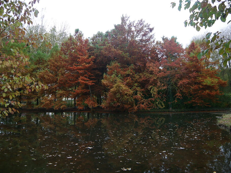 Arbres