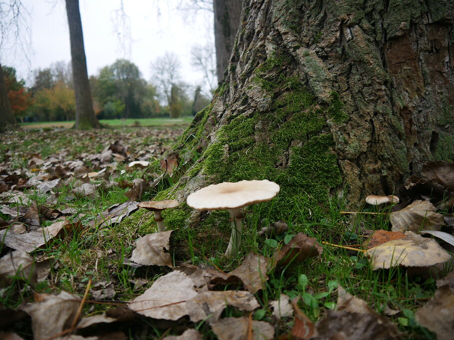 Champignon