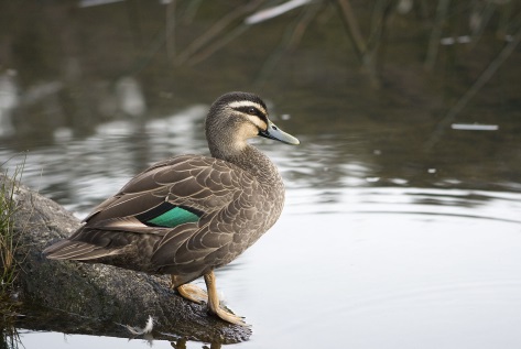 Duck_at_Royal_National_Park,_Sydney