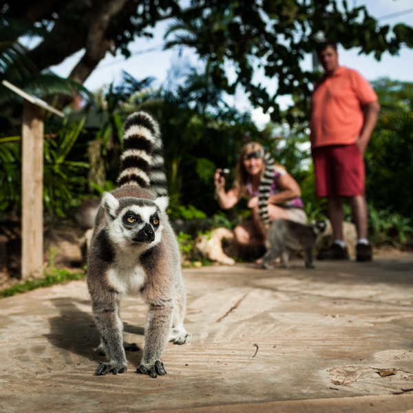 BAMZLemurPromo07M600x600
